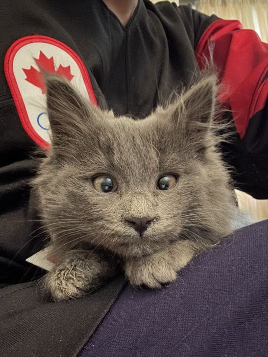 Котенок в добрые руки