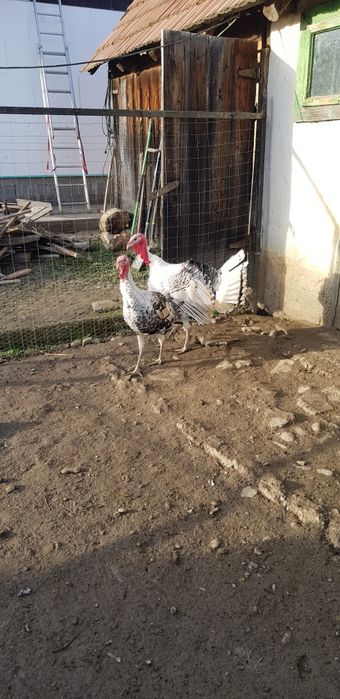 Curcani tineri de vănzare