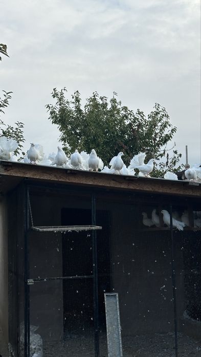 Vând porumbei voltati albi