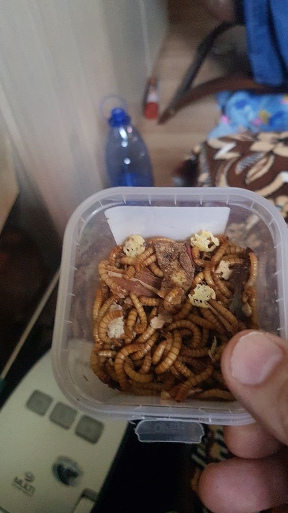 Gandaci de Madagastar Viermi   făina. Mealworms