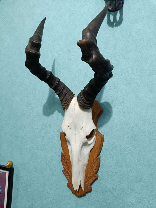 Череп от обикновен Бубал, Трофей, Череп с рога от антилопа Хартебийст