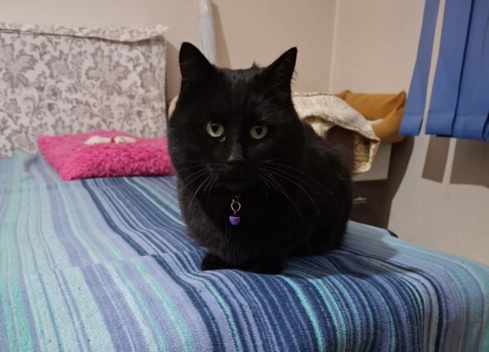 Отдам кошку в добрые руки