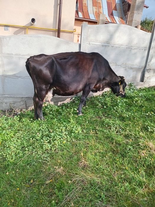 Vaci cu lapte.  .