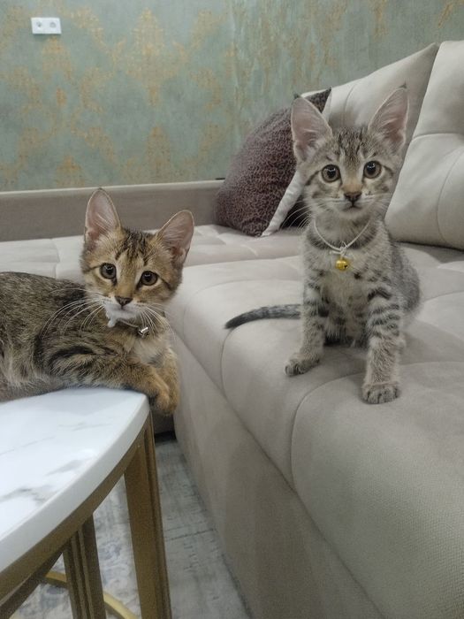 Отдадим в добрые руки котят