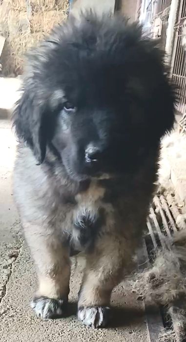 Caucazian de calitate