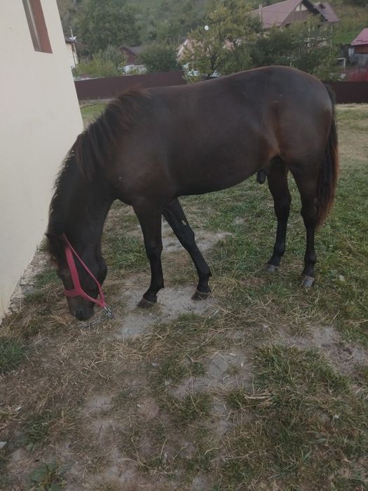 Cal de vânzare detalii în privat