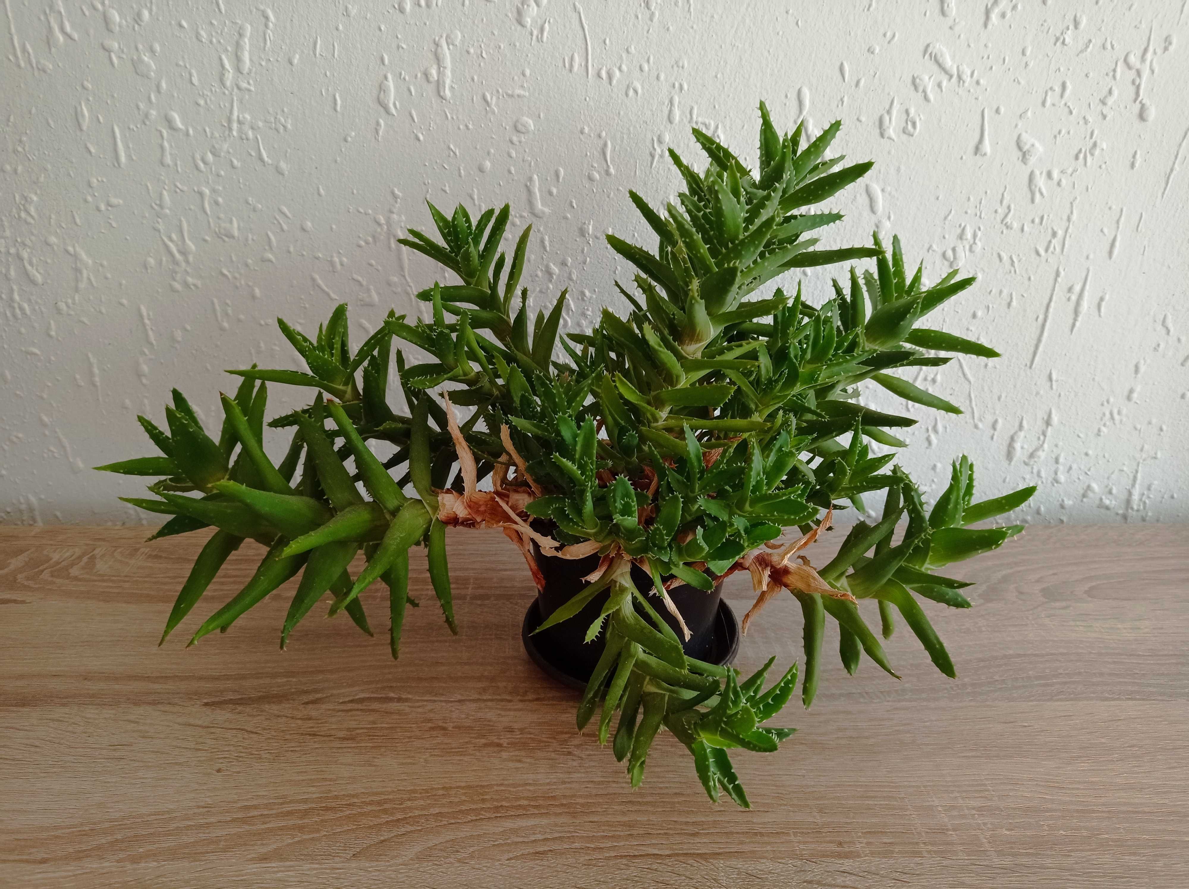 Сукуленти Алое .
