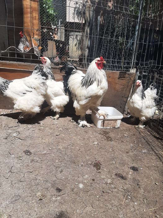 Vind brahma  diferite culori.