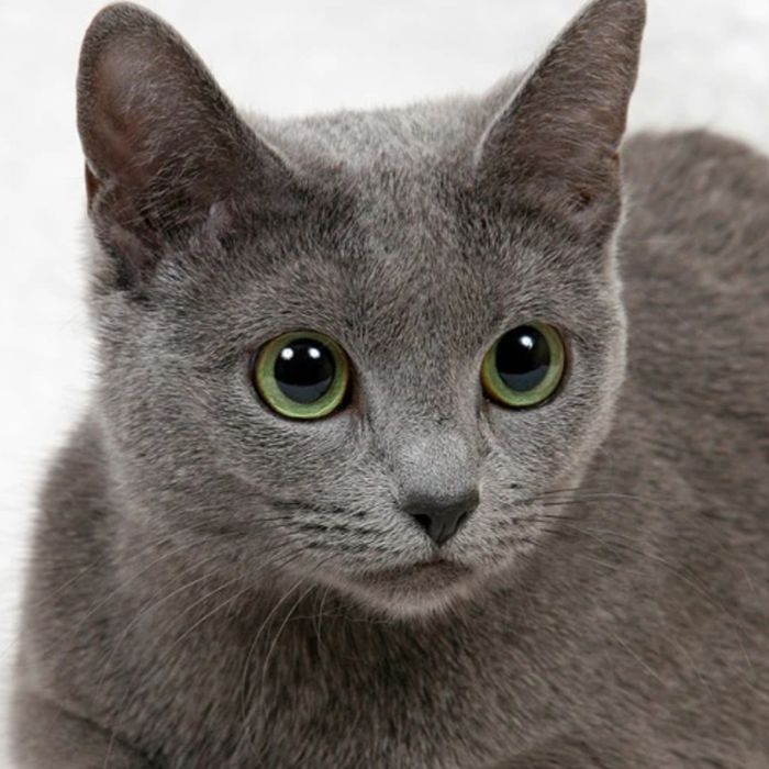 Отдам кошку бесплатно