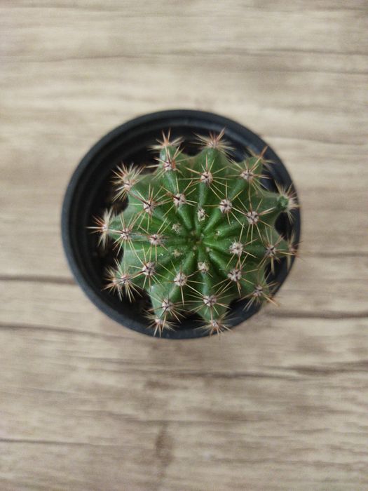 Kaktus mini. Haqiqiy
