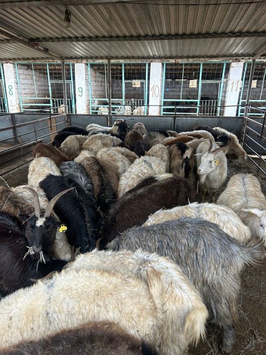 Ешкілер сатылады