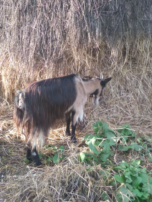 2 Capre grase 350lei