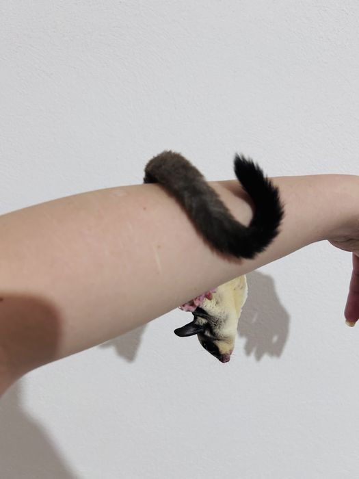 Sugar glider/ veverite zburatoare / petauro dello zucchero
