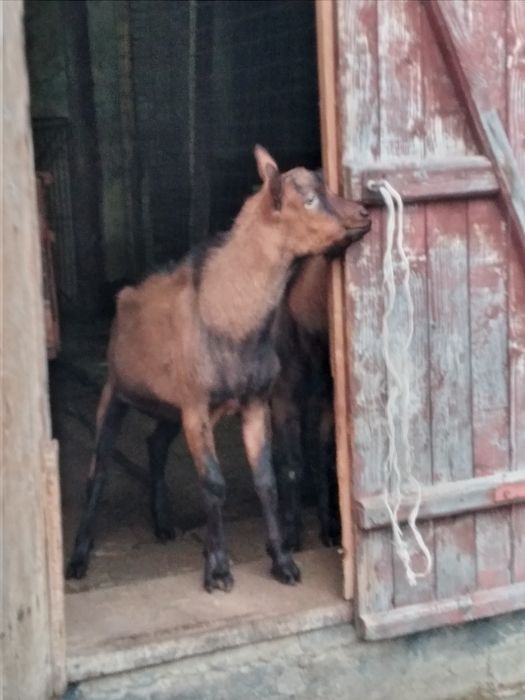Vând țap alpina franceza