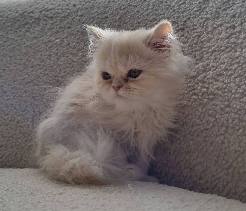 Малки персийски котенца