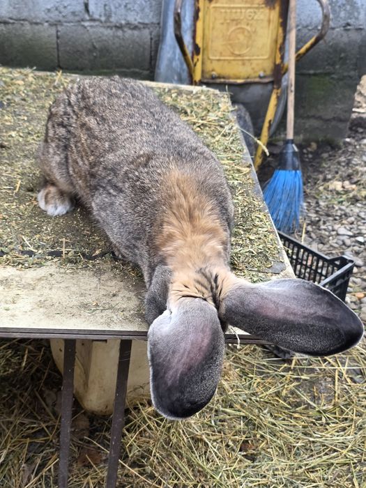 Vând mascul Urias German