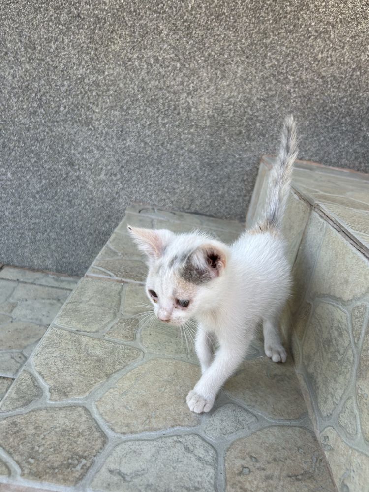 Pisicute de adoptat