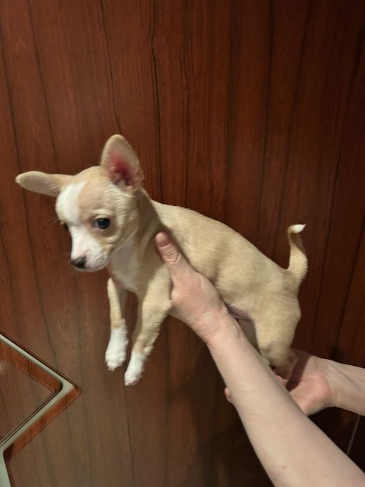 Мини  чихопинчер