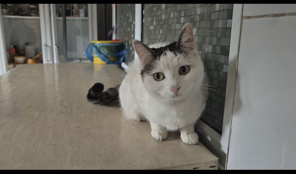 Ласковая кошечка Срочно ищет дом!