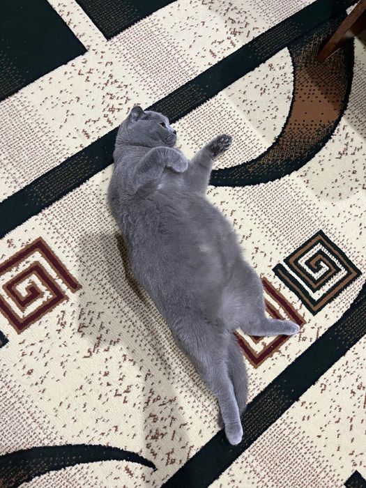 Британский скоттиш фолд