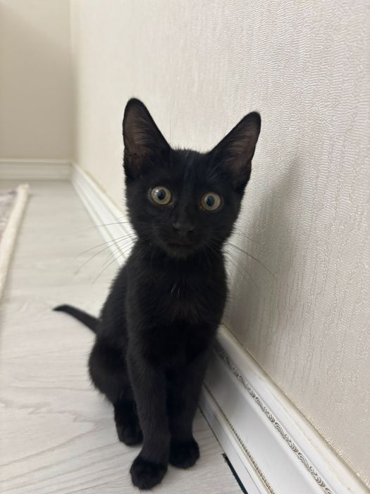 Отдадим милого котенка