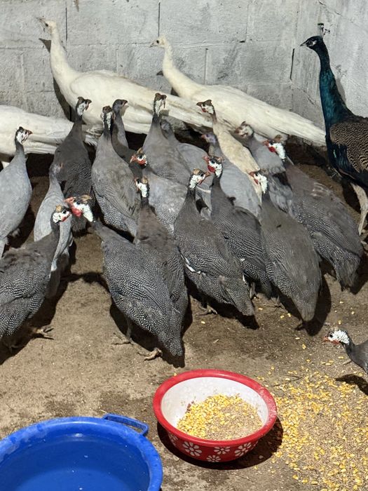 Цесарята цесарок цыплята куры цецарки