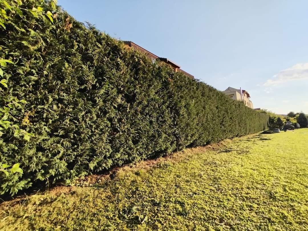 Toaletare gard viu înalt, toaletare arbori, toaletare arbusti,