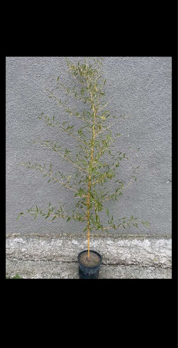 Разнообразие от цветя