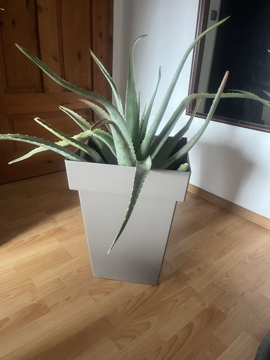 Алое вера в голяма кашпа