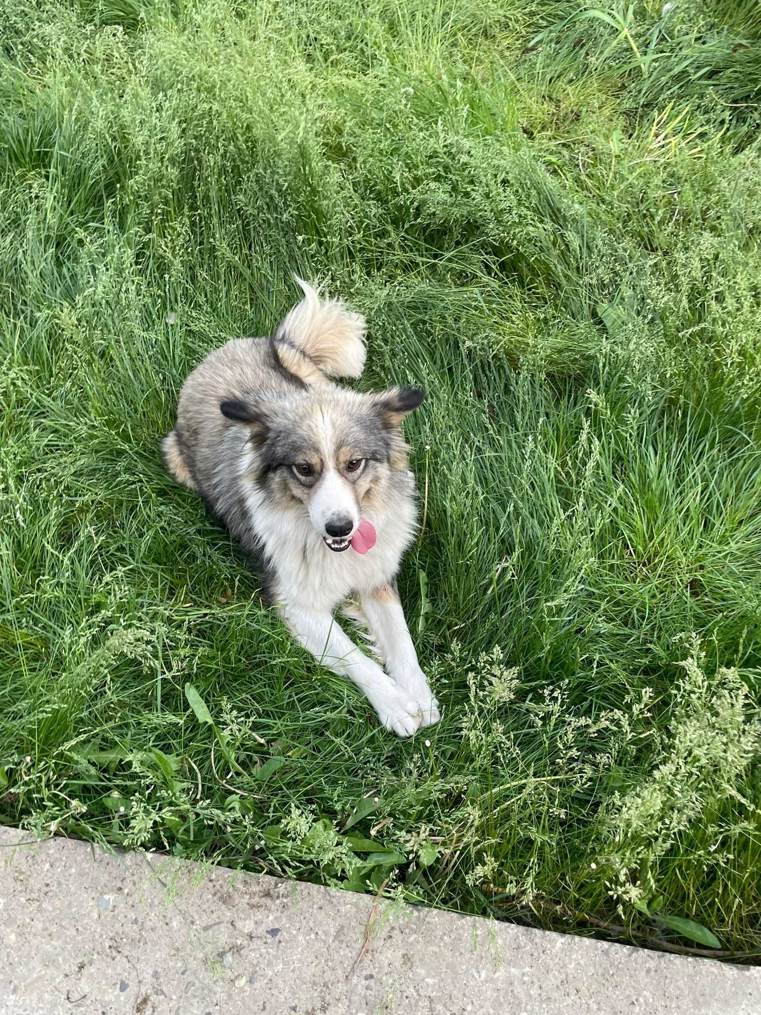 Baloo și Toby au rămas fără casă