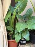 Plante ghiveci colocasia leandru trandafir