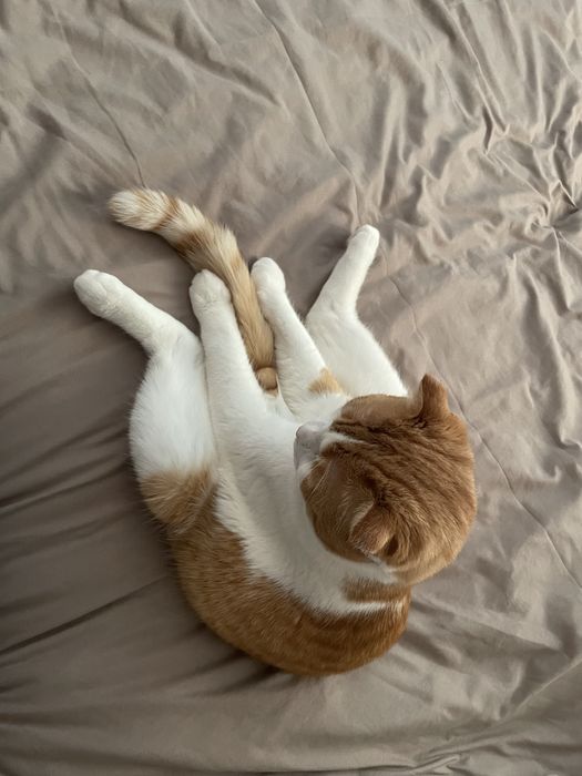 Отдаём Кота в добрые и ответственные руки