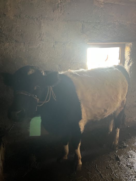 Бык Огыз 1 жасар