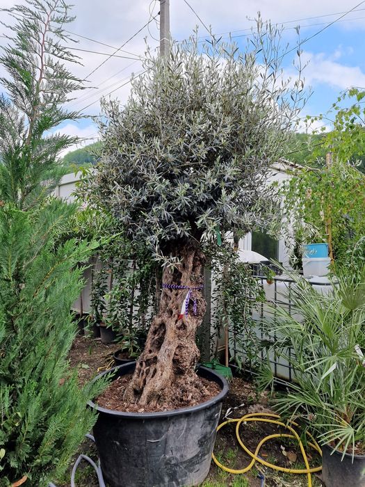 Maslini seculari grosi ( batrani )