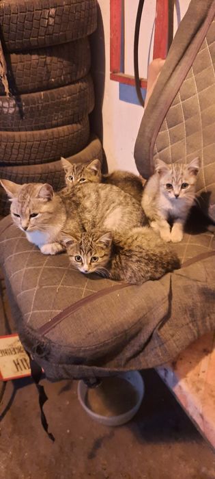 Милые котята ищут