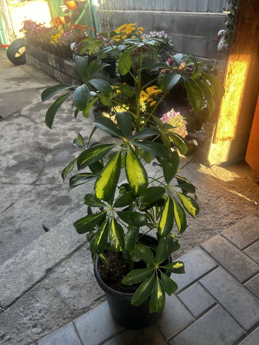 Комнатные цветы.