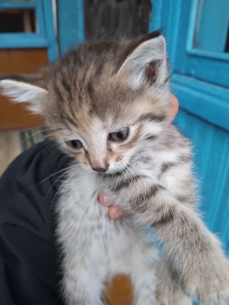 отдам котят в добрые руки и бесплатно!