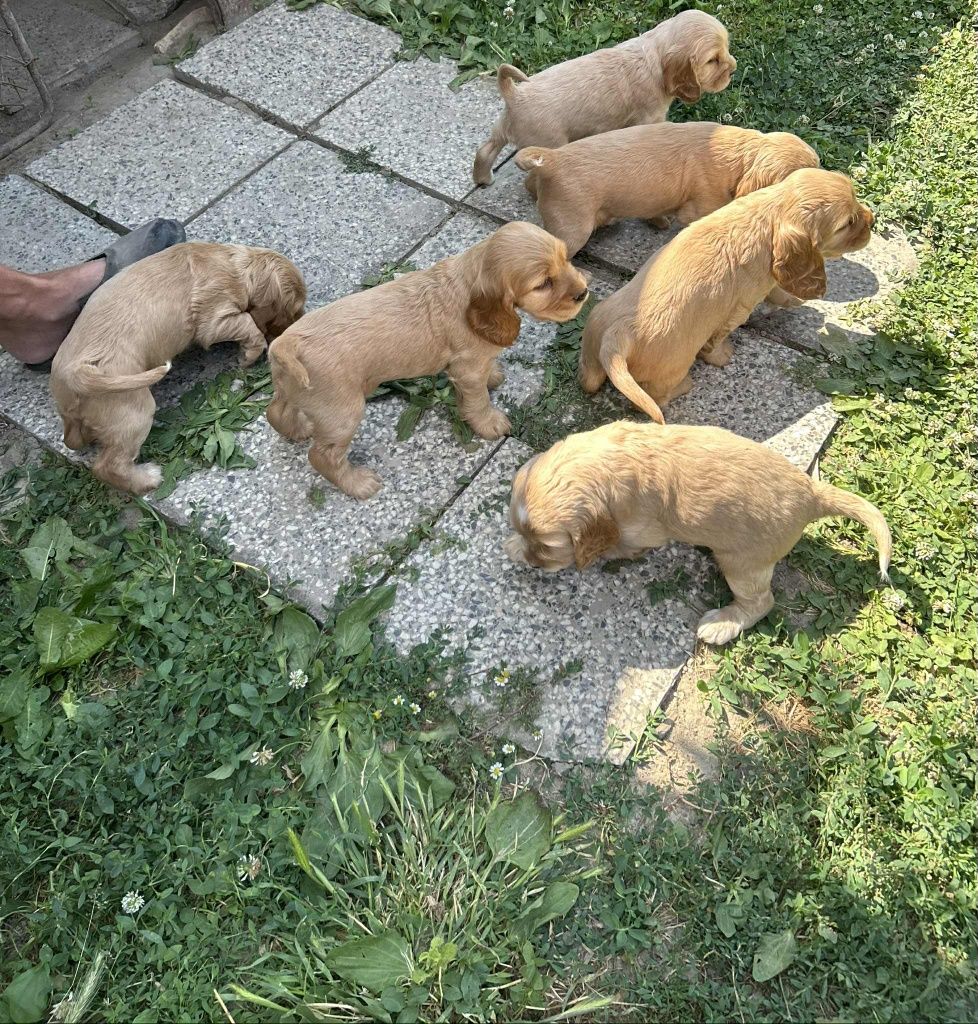 Кученца кокер шпаньоли