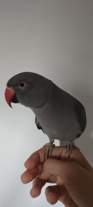 Papagalita micul alexandru