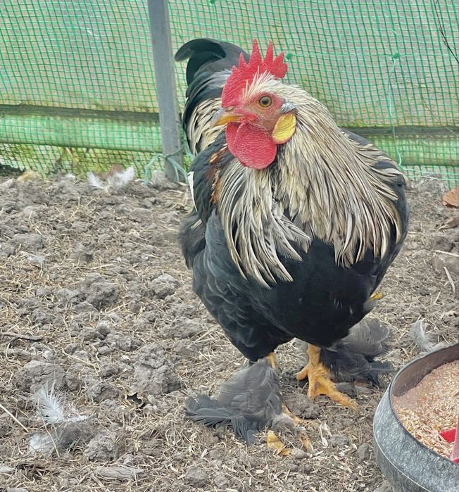 Vand cocos Cochin pitic