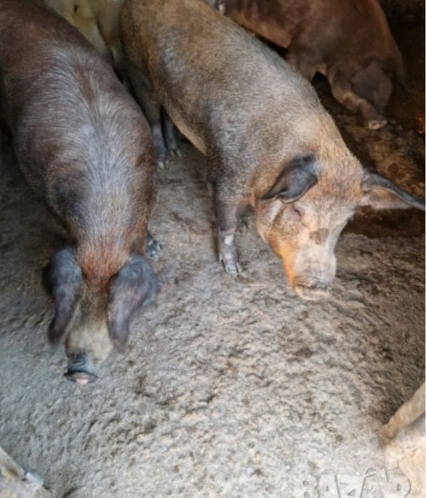 продавам ПОРОДИСТИ ПРАСЕТА (Пиетрен)