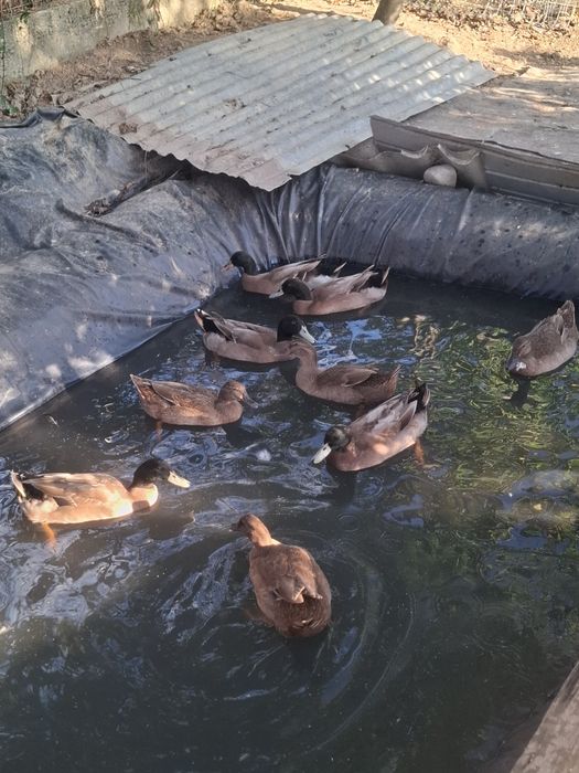 Rățoi Khaki Campbell