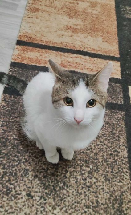 Умный котик ищет дом