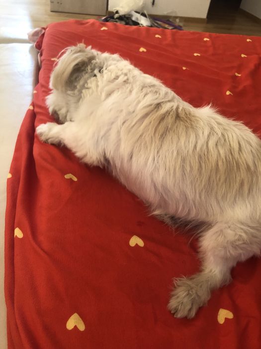 Cazare caini talie mica si medie