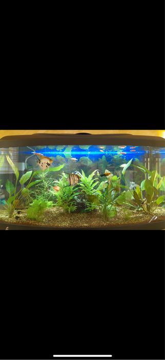 Почистване и поддръжка на аквариуми– ВАРНА