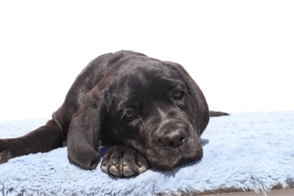 Pui Cane Corso cu pedigree FCI