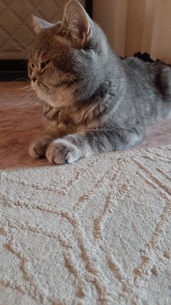 Кот британец на вязку