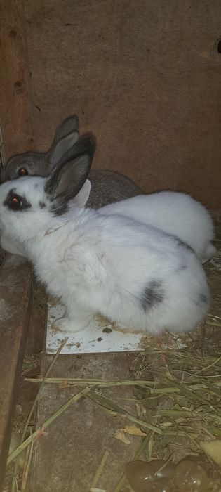 Quyon bolalari sotiladi