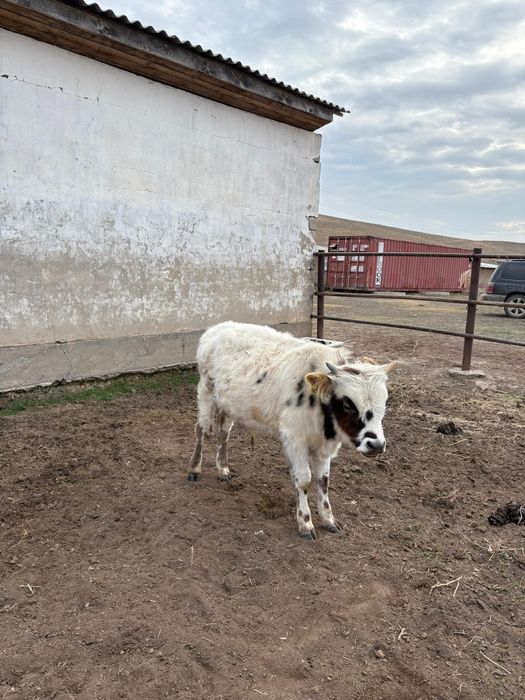 Бычок сатылады.         Б.