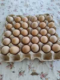 Продаются яйца цецарок